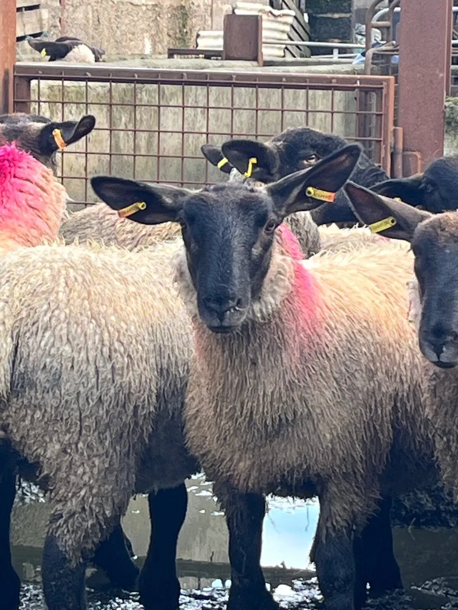 Suffolk cross ewe lambs - Image 2