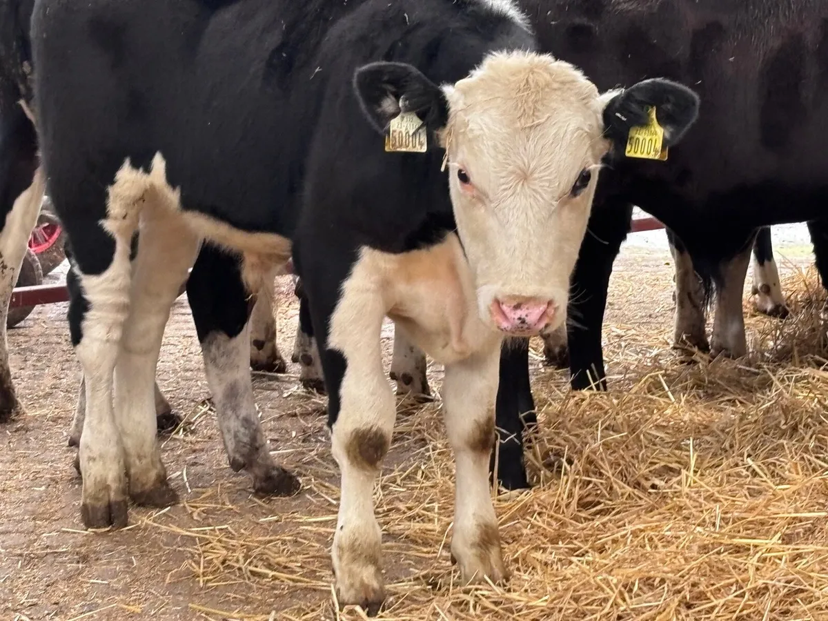 8 super weanlings for sale - Image 3