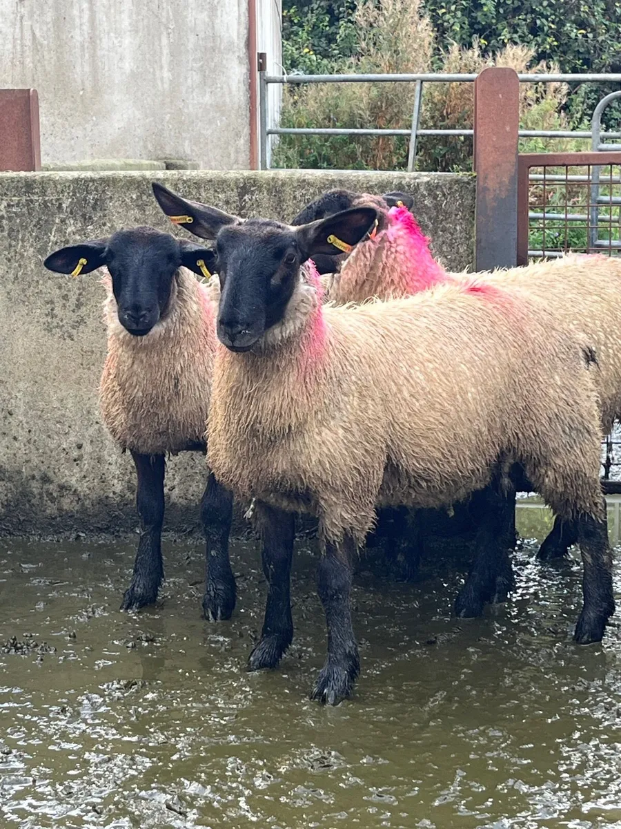 Suffolk cross ewe lambs - Image 3