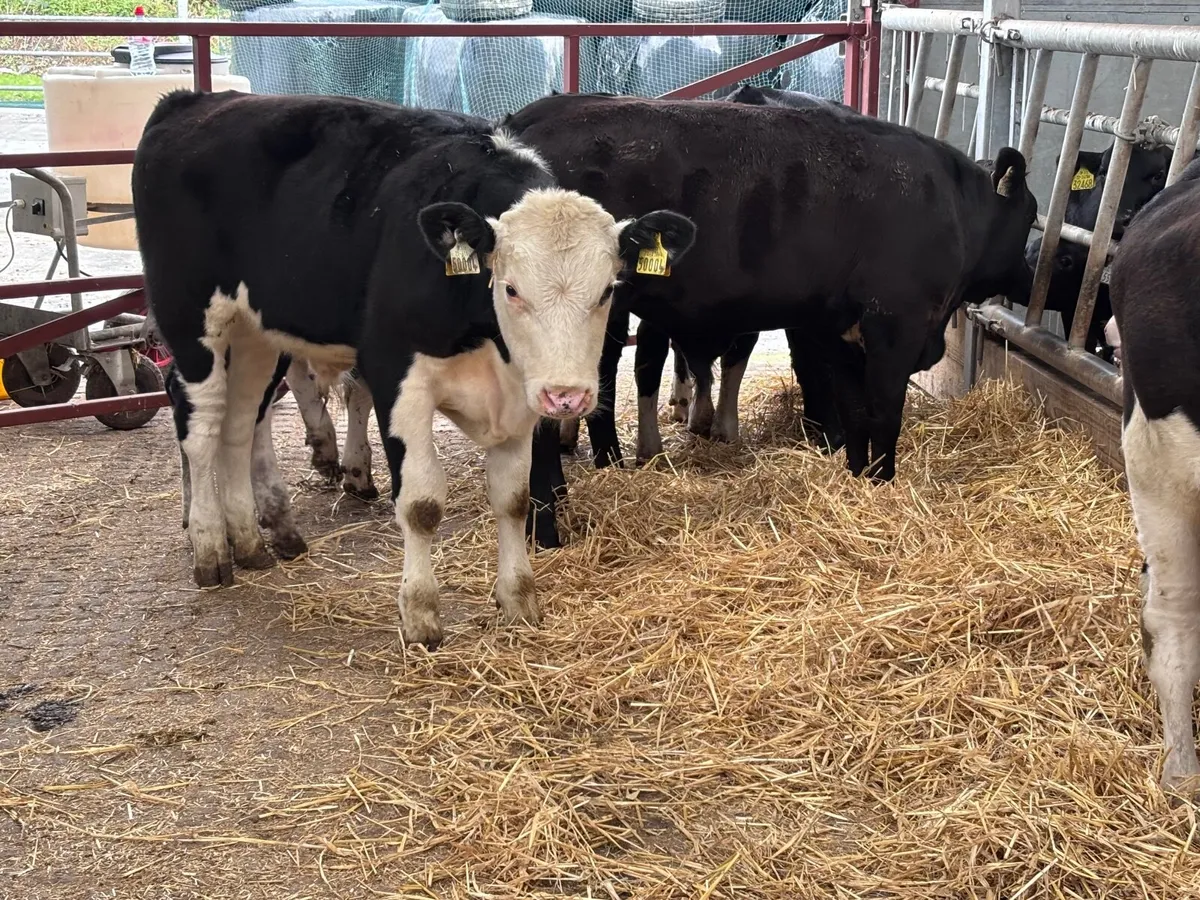 8 super weanlings for sale - Image 4