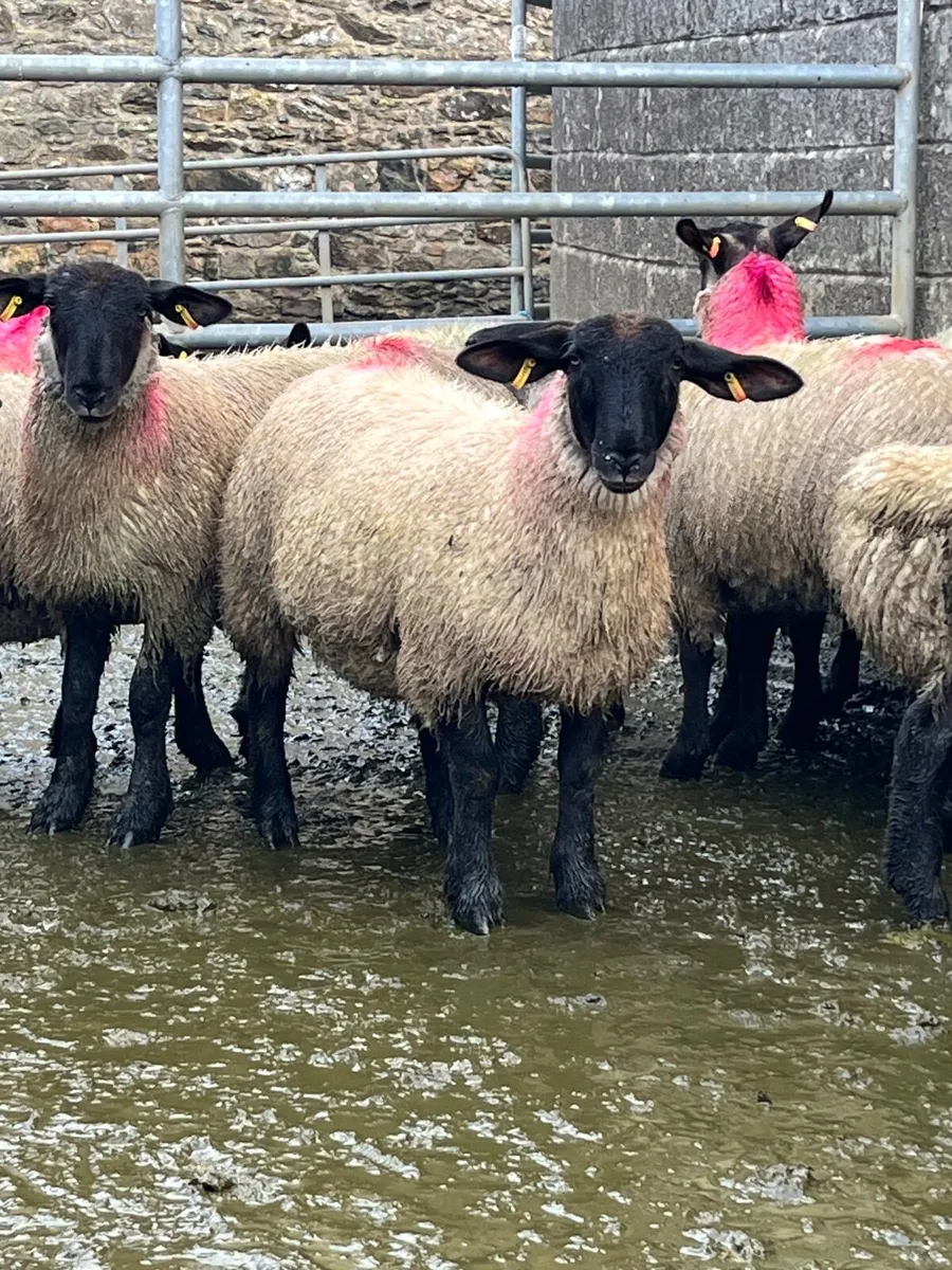 Suffolk cross ewe lambs - Image 4