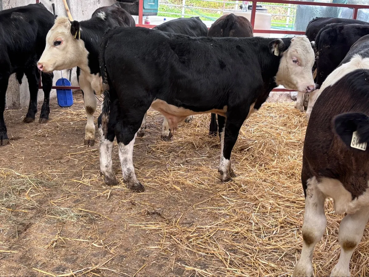 8 super weanlings for sale - Image 1