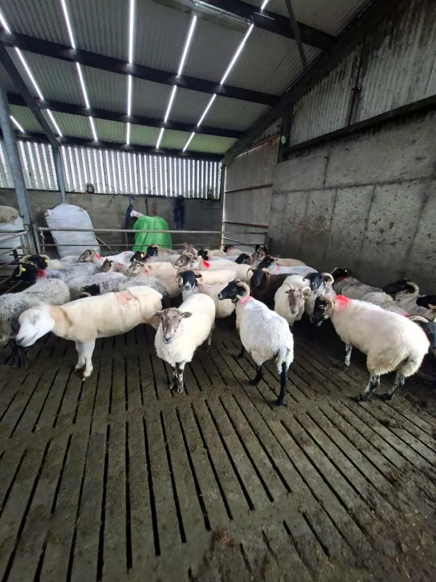 Fleshed ewes - Image 1