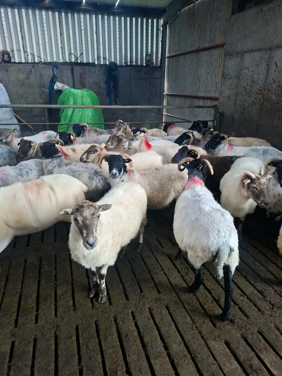 Fleshed ewes - Image 2