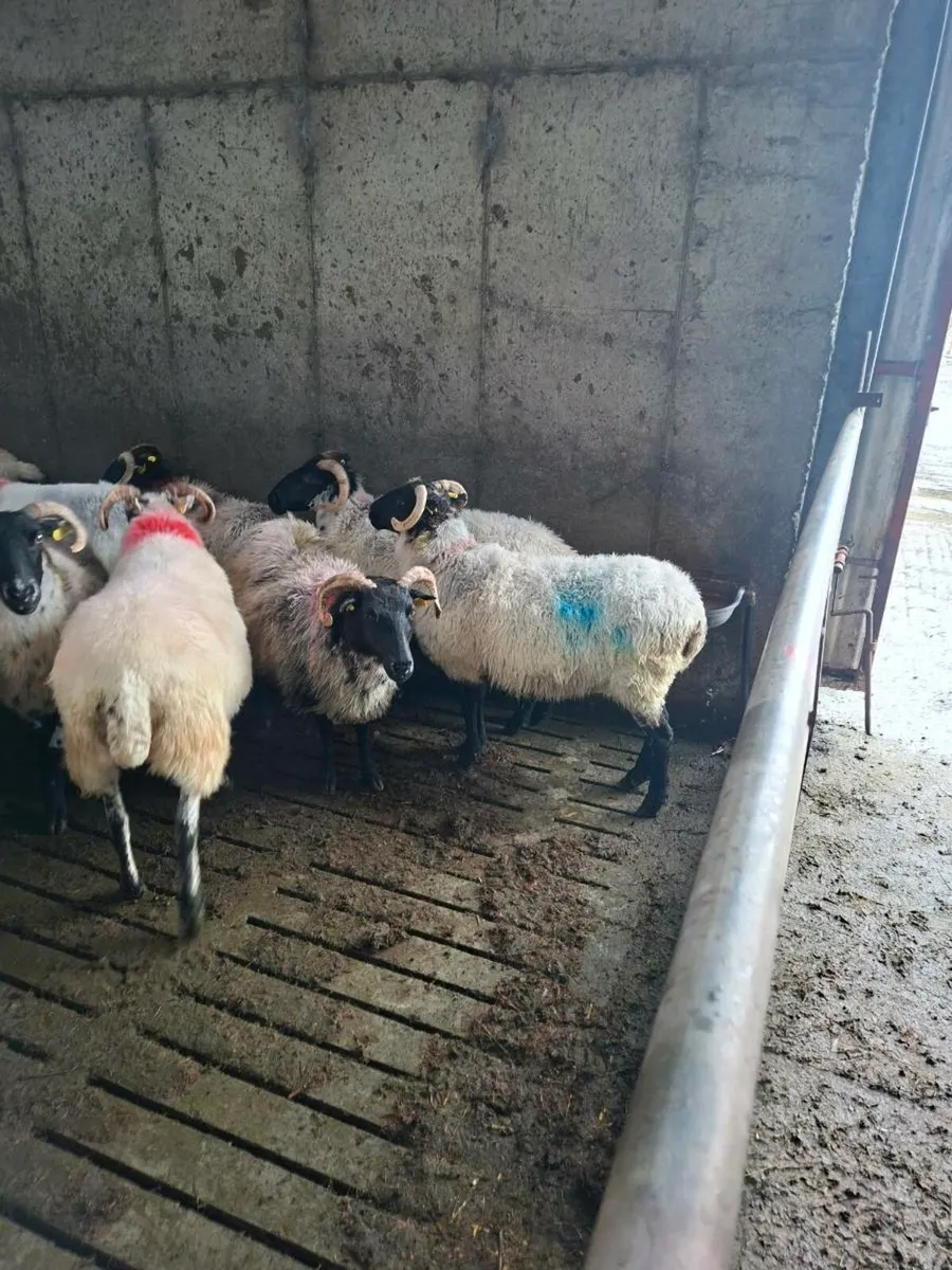 Fleshed ewes - Image 3