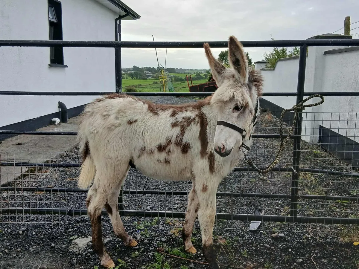 Jack foal - Image 1