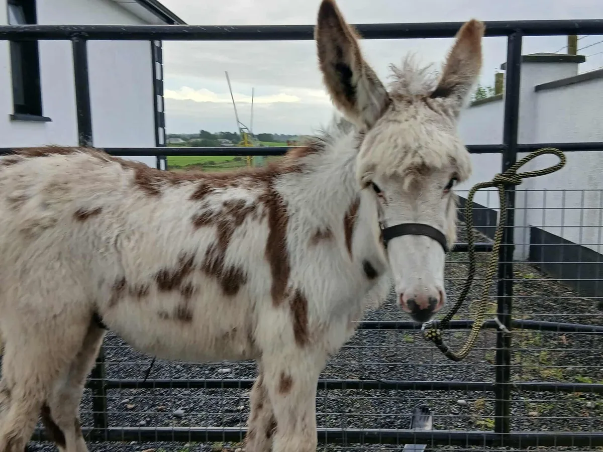 Jack foal - Image 2