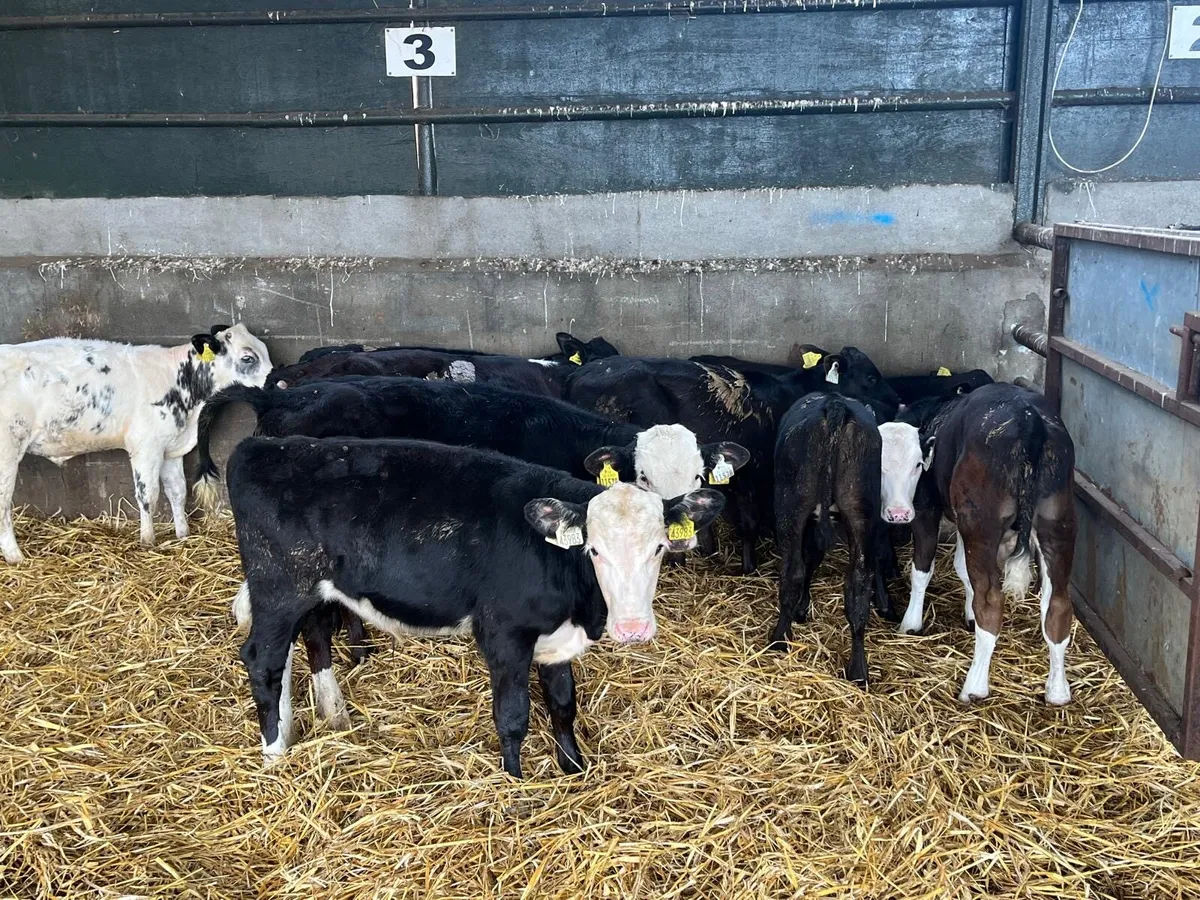 10 Angus and Hereford bull runners - Image 1