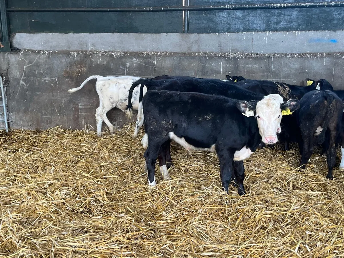 10 Angus and Hereford bull runners - Image 3