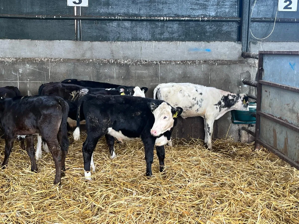 10 Angus and Hereford bull runners - Image 4