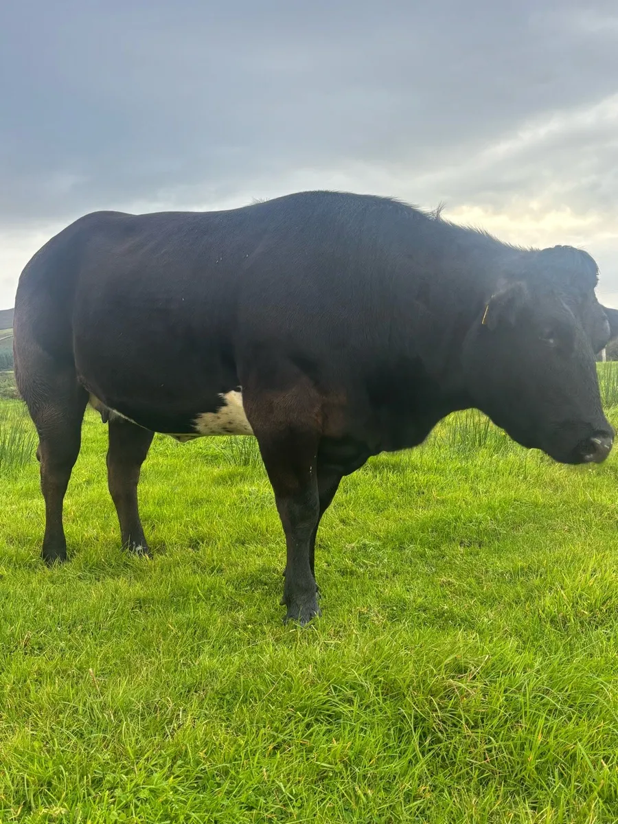 In Calf Heifer - Image 4