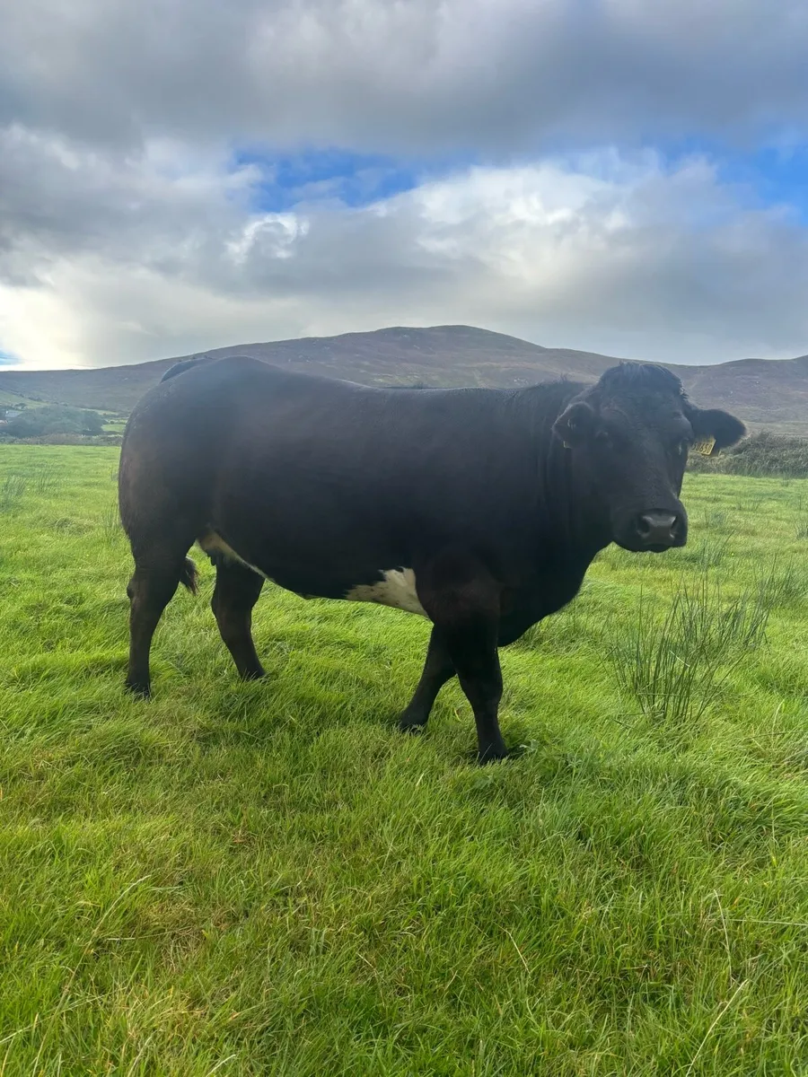 In Calf Heifer - Image 1