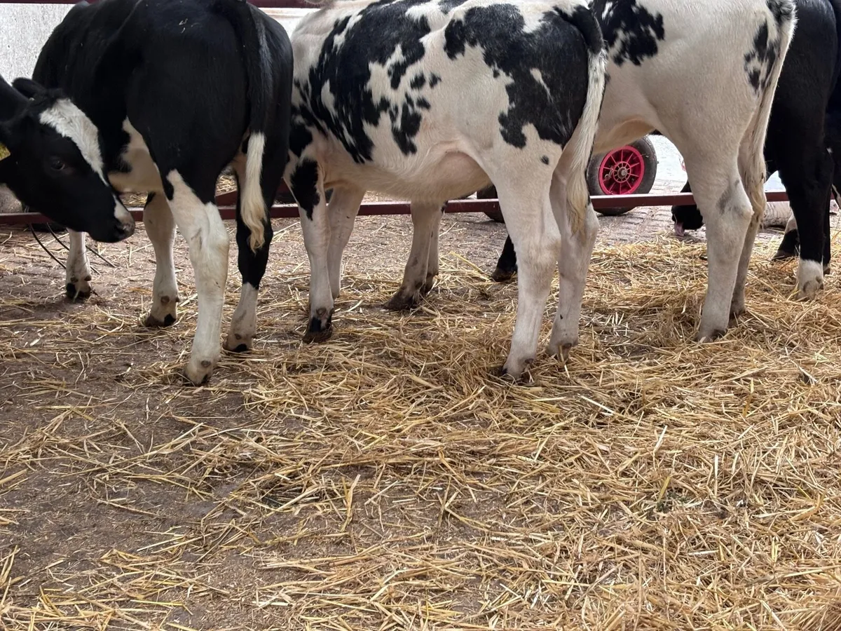 6 top quality Belgium blue heifer Weanlings for sa - Image 2