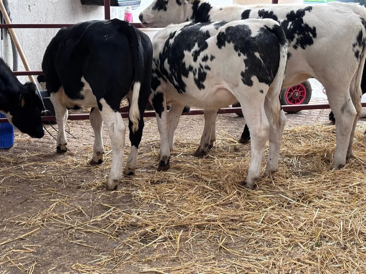 6 top quality Belgium blue heifer Weanlings for sa - Image 3