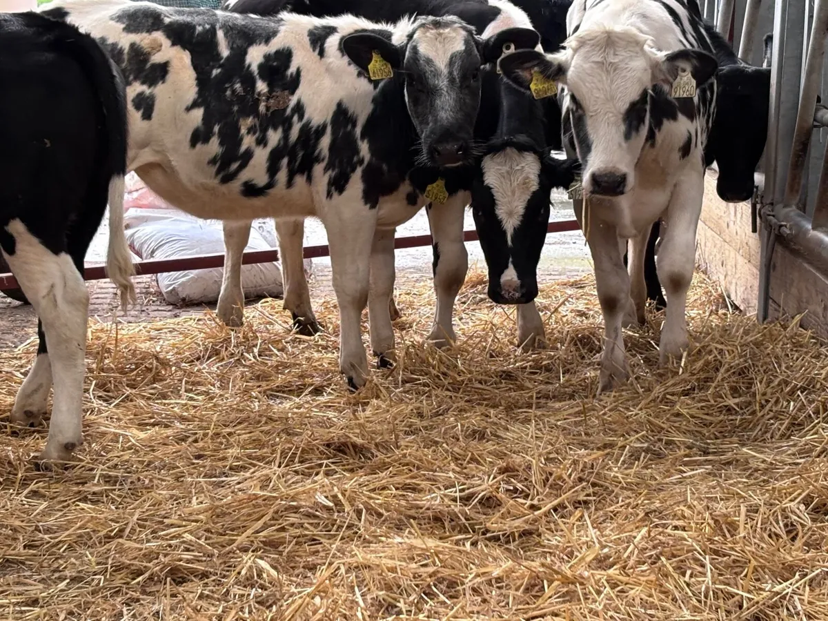 6 top quality Belgium blue heifer Weanlings for sa - Image 4