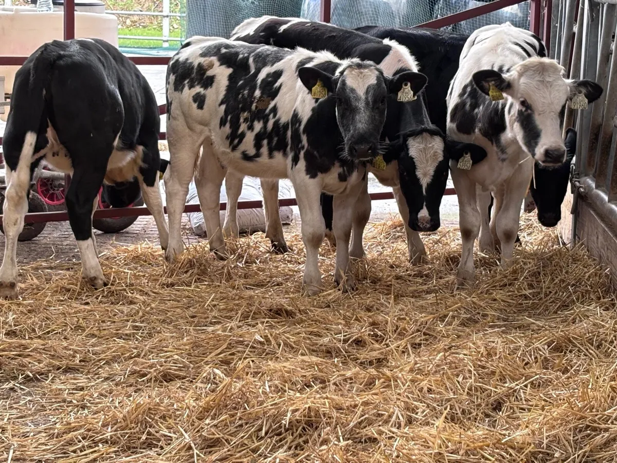 6 top quality Belgium blue heifer Weanlings for sa - Image 1