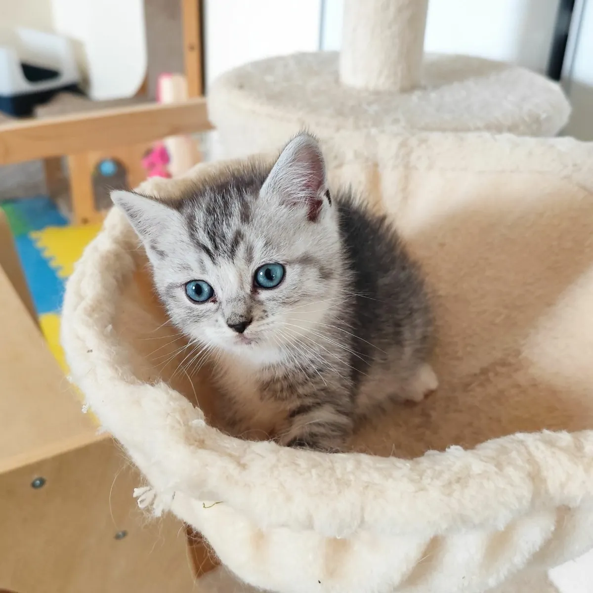 🩷 Beautiful Ragdoll x Kittens🩷 - Image 2