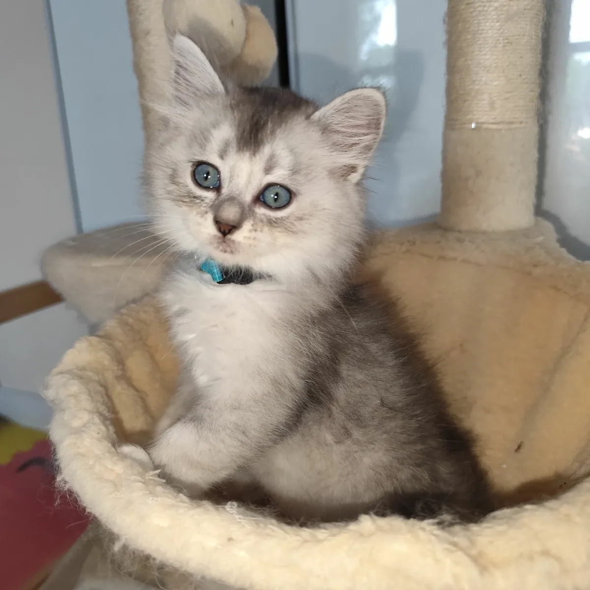 🩷 Beautiful Ragdoll x Kittens🩷 - Image 1
