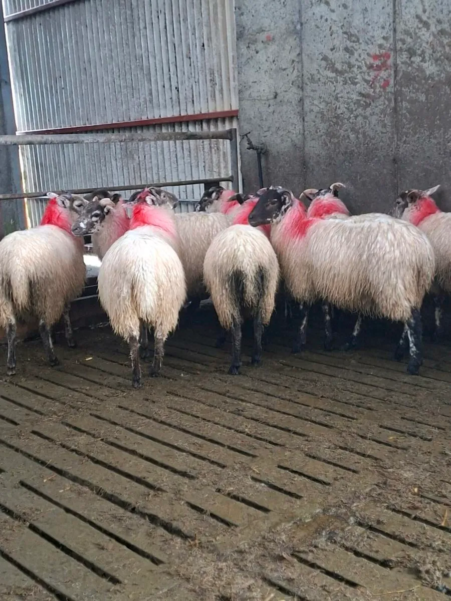 Ewe lambs - Image 1