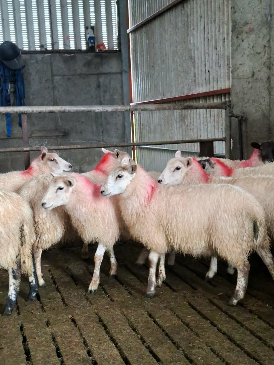 Ewe lambs - Image 2