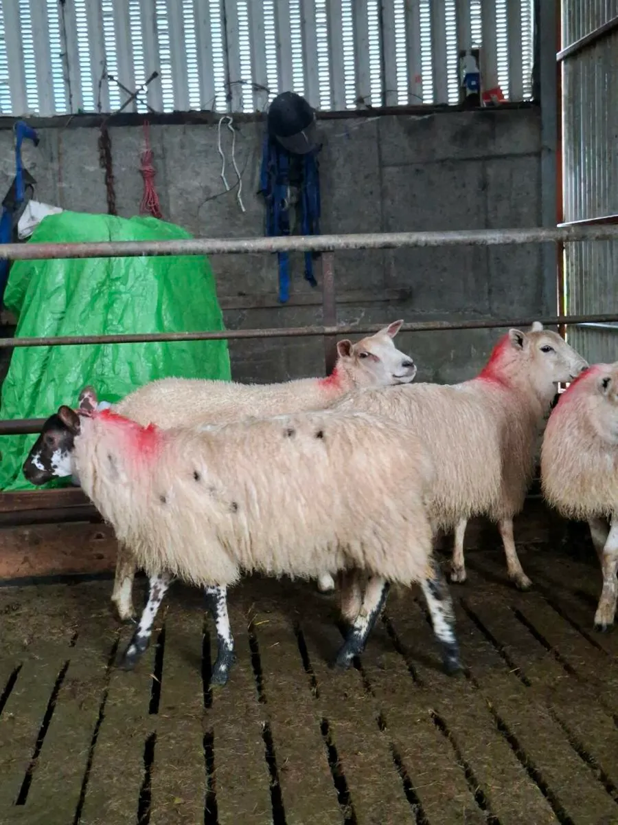 Ewe lambs - Image 3