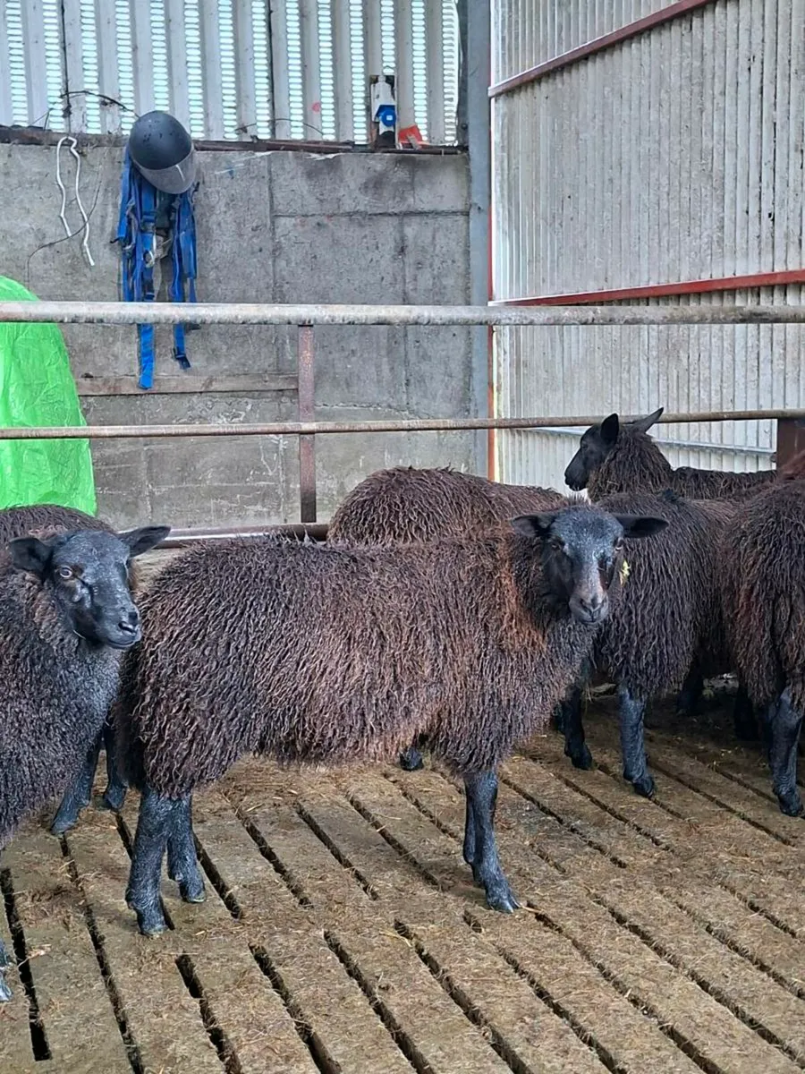 Ewe lambs - Image 4
