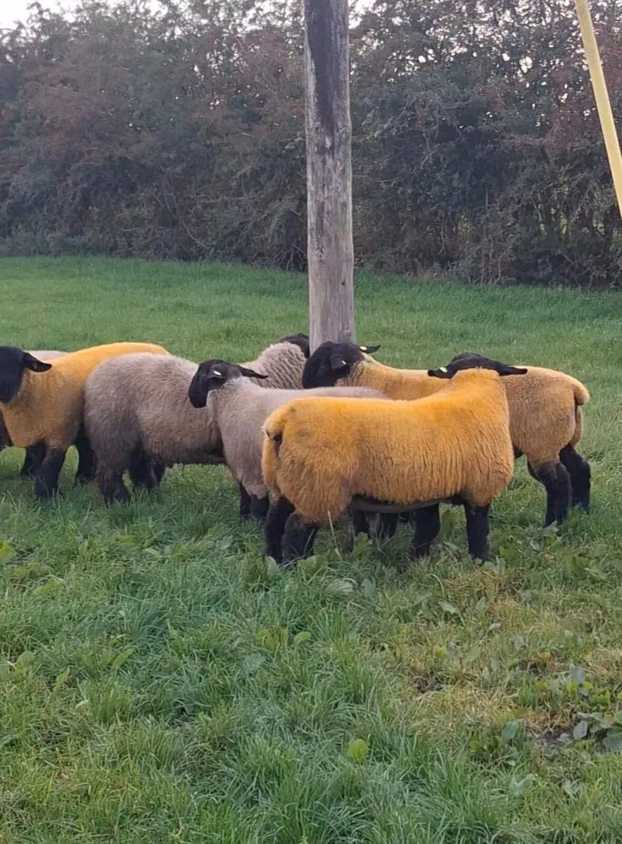 Pedigree suffolk ram lambs - Image 1
