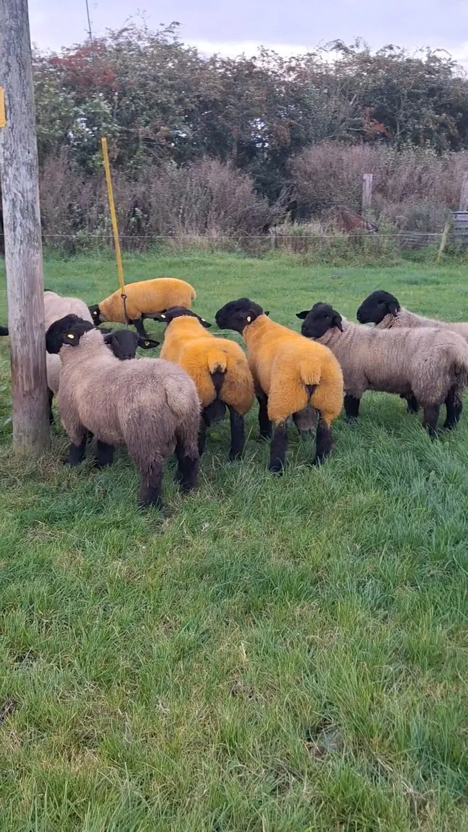 Pedigree suffolk ram lambs - Image 3