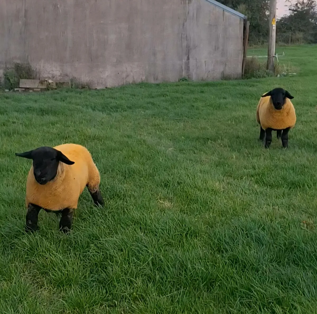 Pedigree suffolk ram lambs - Image 4