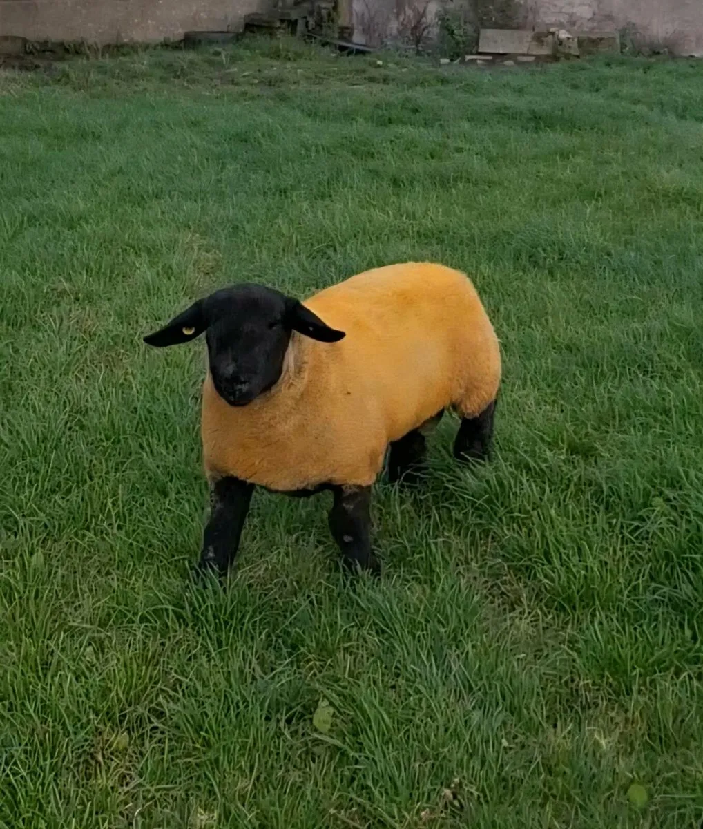 Pedigree suffolk ram lambs - Image 2