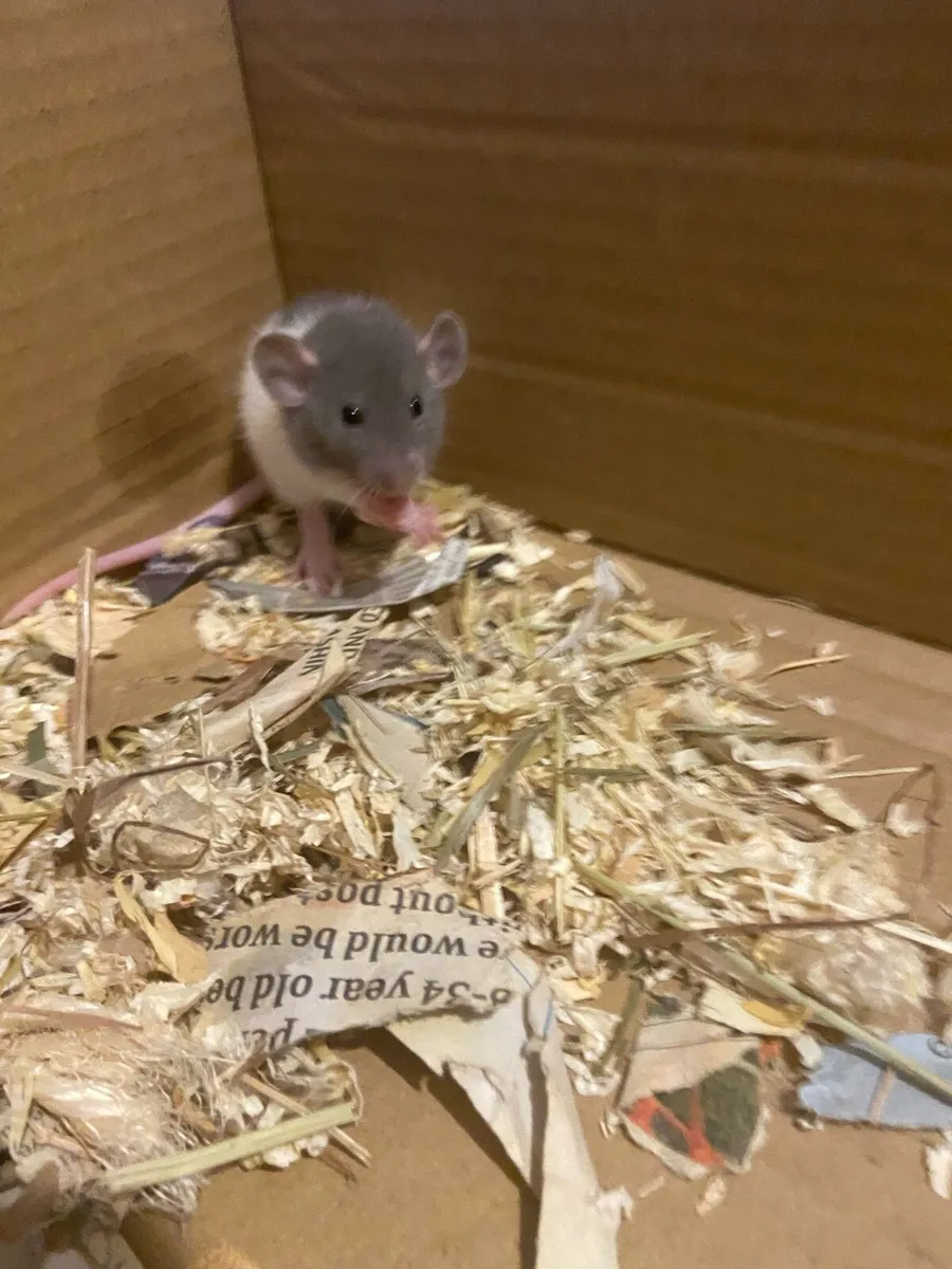Pet rats - Image 1