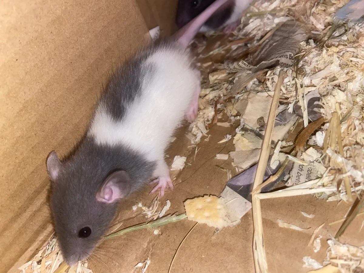 Pet rats - Image 2