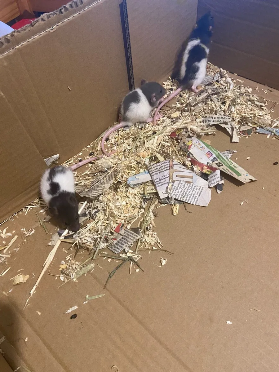 Pet rats - Image 3
