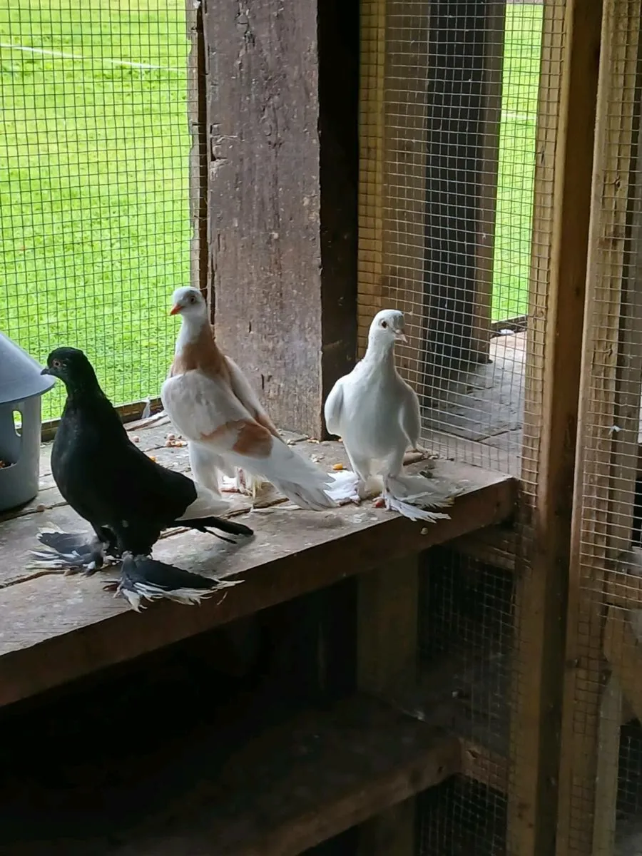 Birds - Image 1