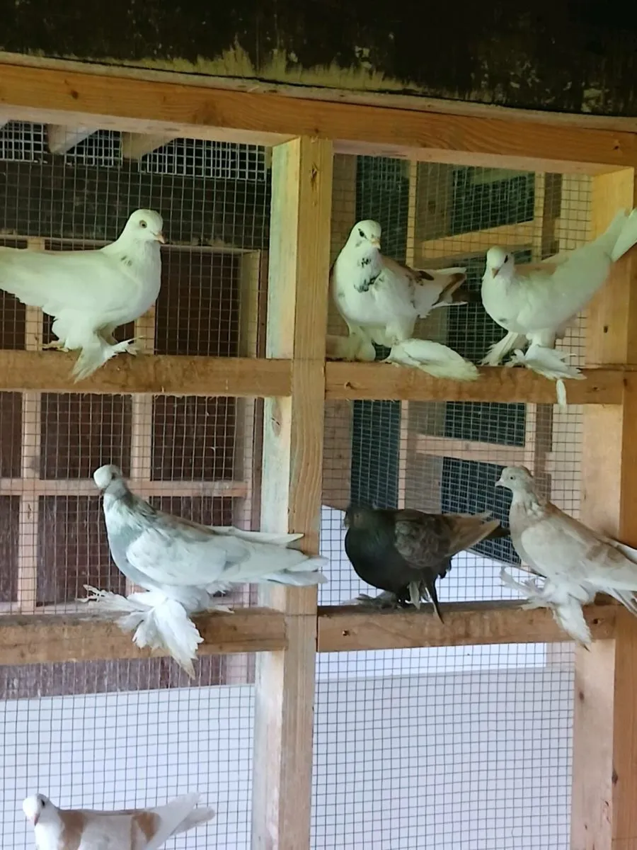 Birds - Image 2