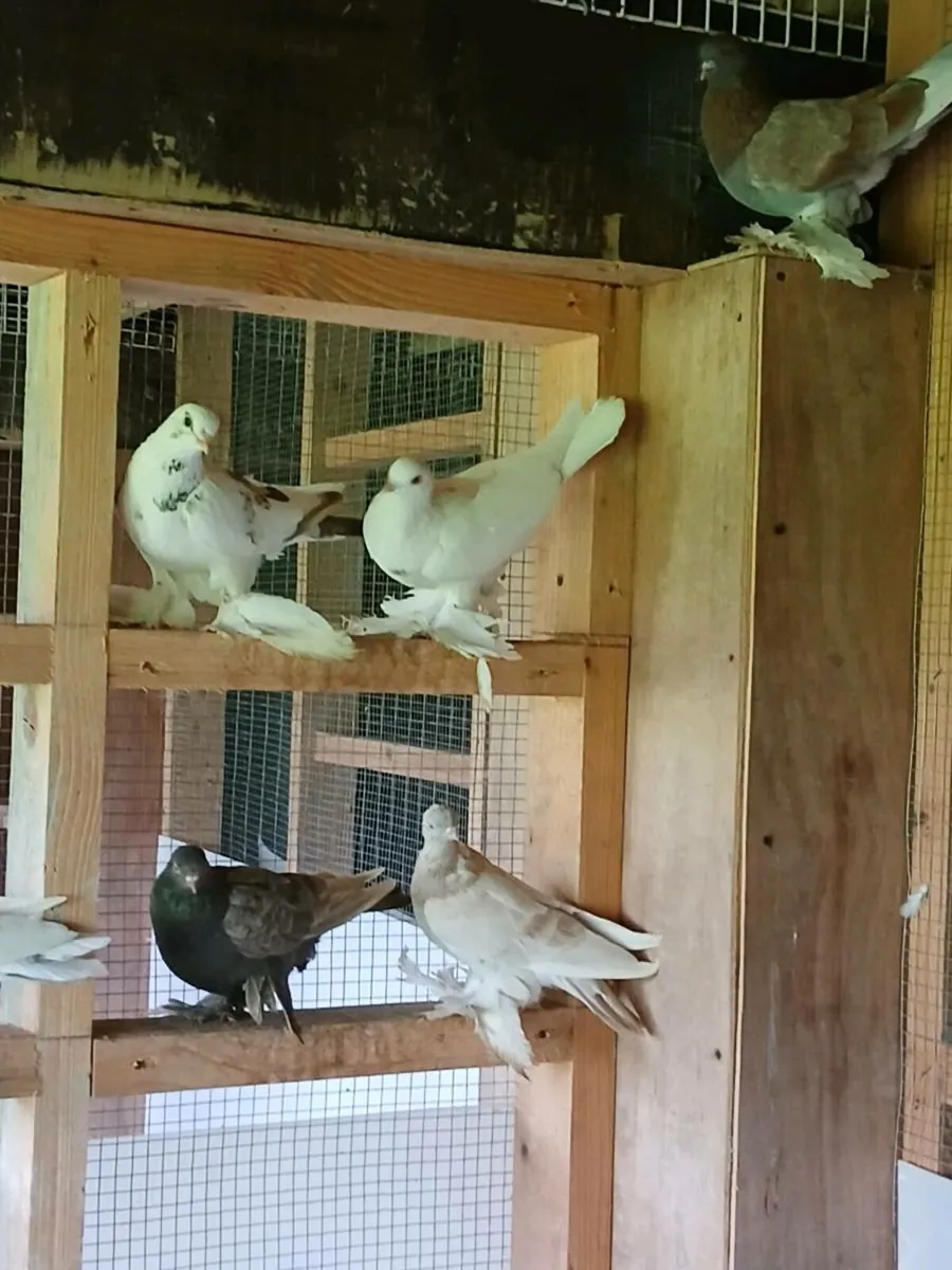 Birds - Image 3