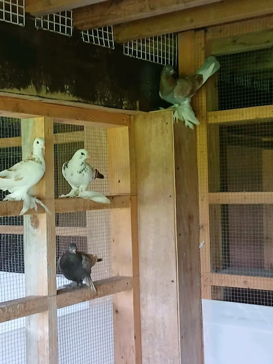 Birds - Image 4