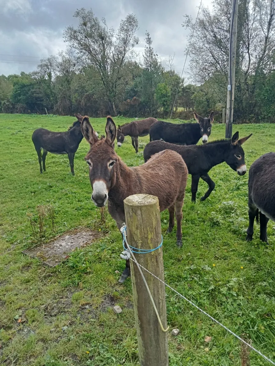For sale  selection of donkeys - Image 1