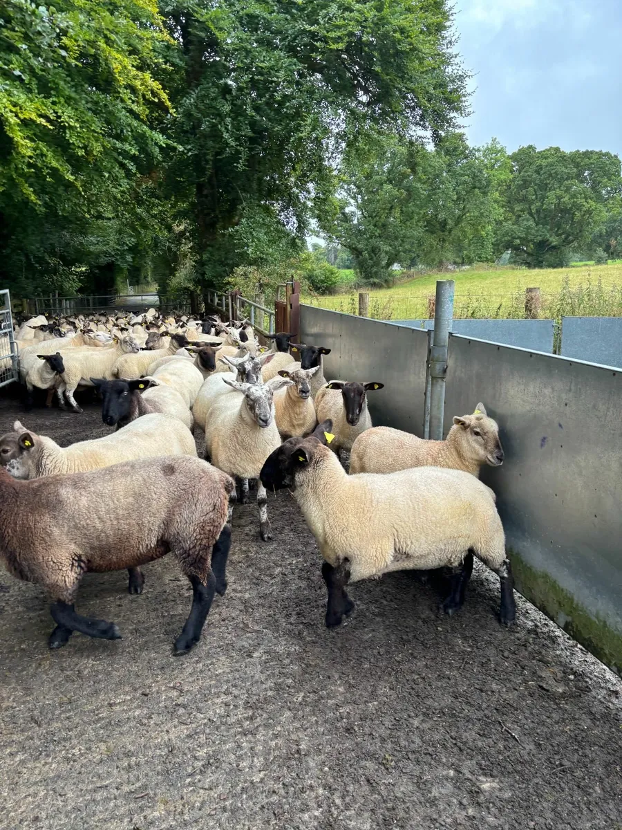 Organic hoggets - Image 1