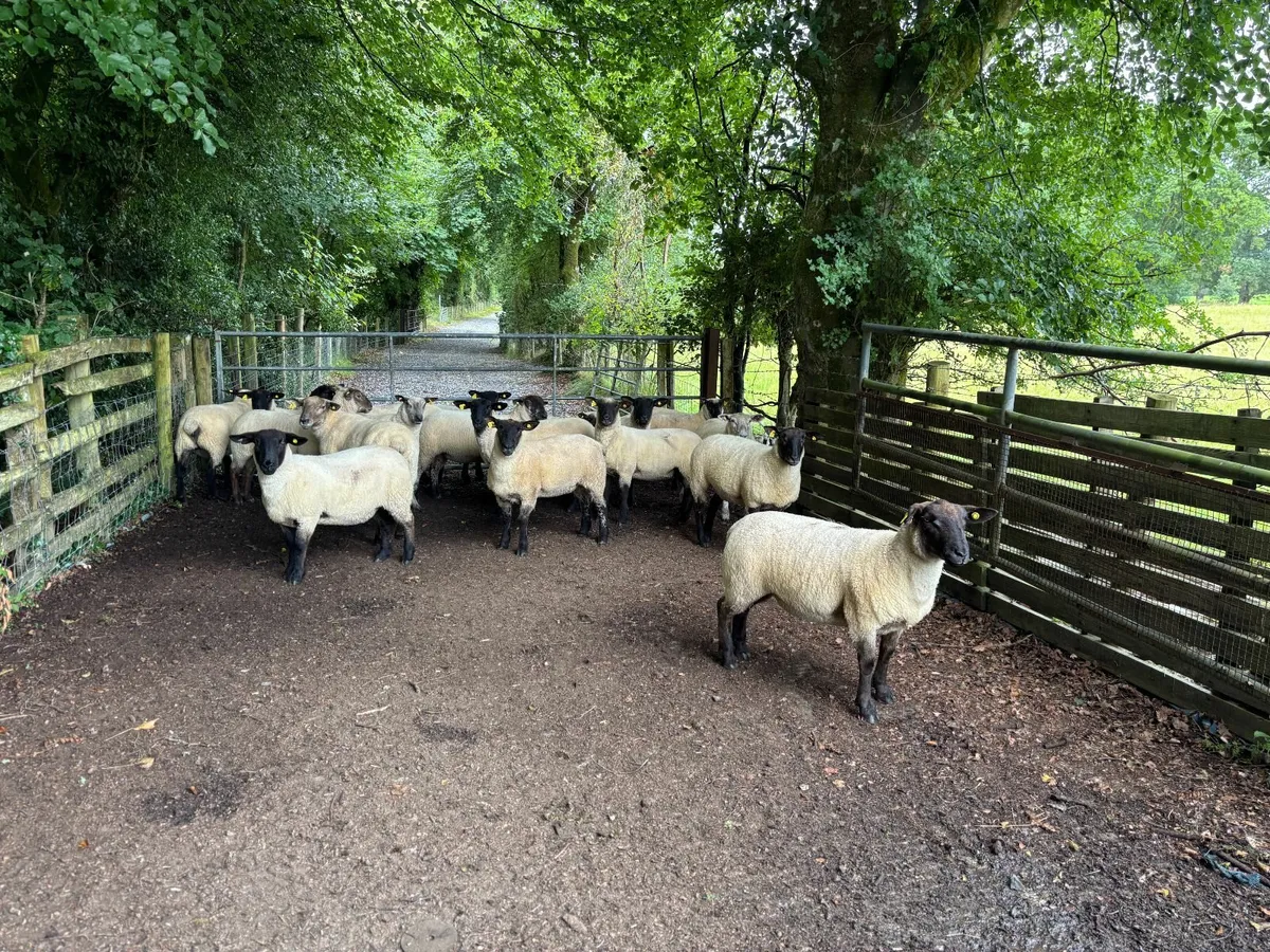 Organic hoggets - Image 2