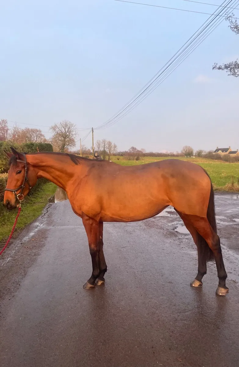 Horse - Image 1