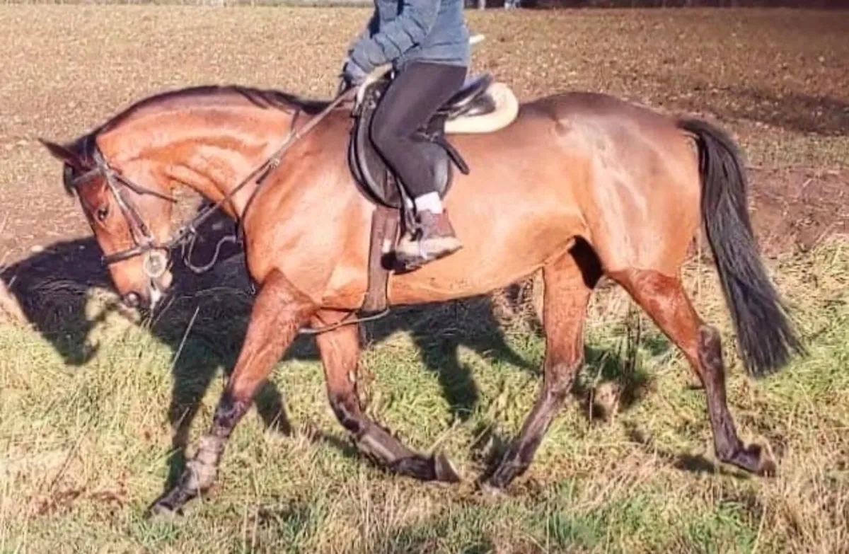 Horse - Image 4