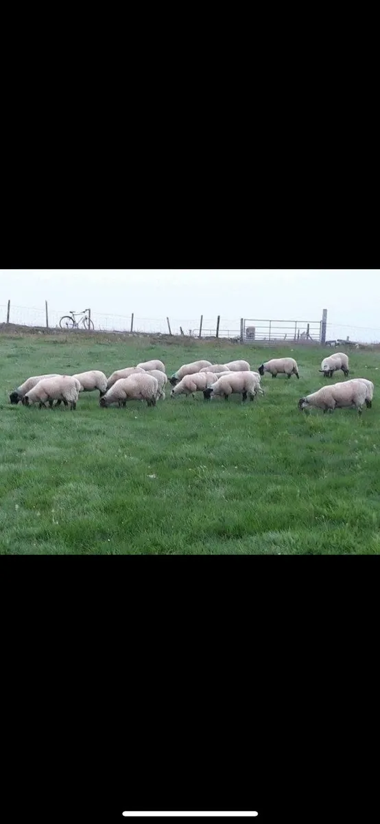 Glenamoy Sheep Fair