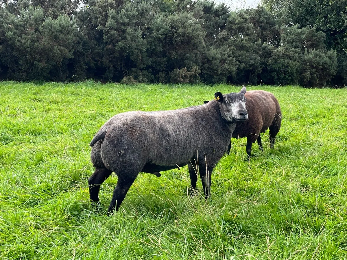 SIS✅ Blue Texels - Image 1