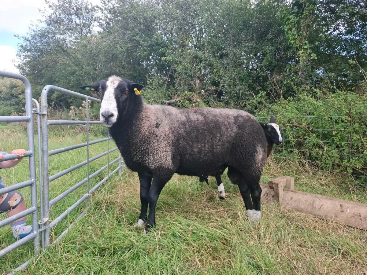 Pedigree Zwartble Ram - Image 1