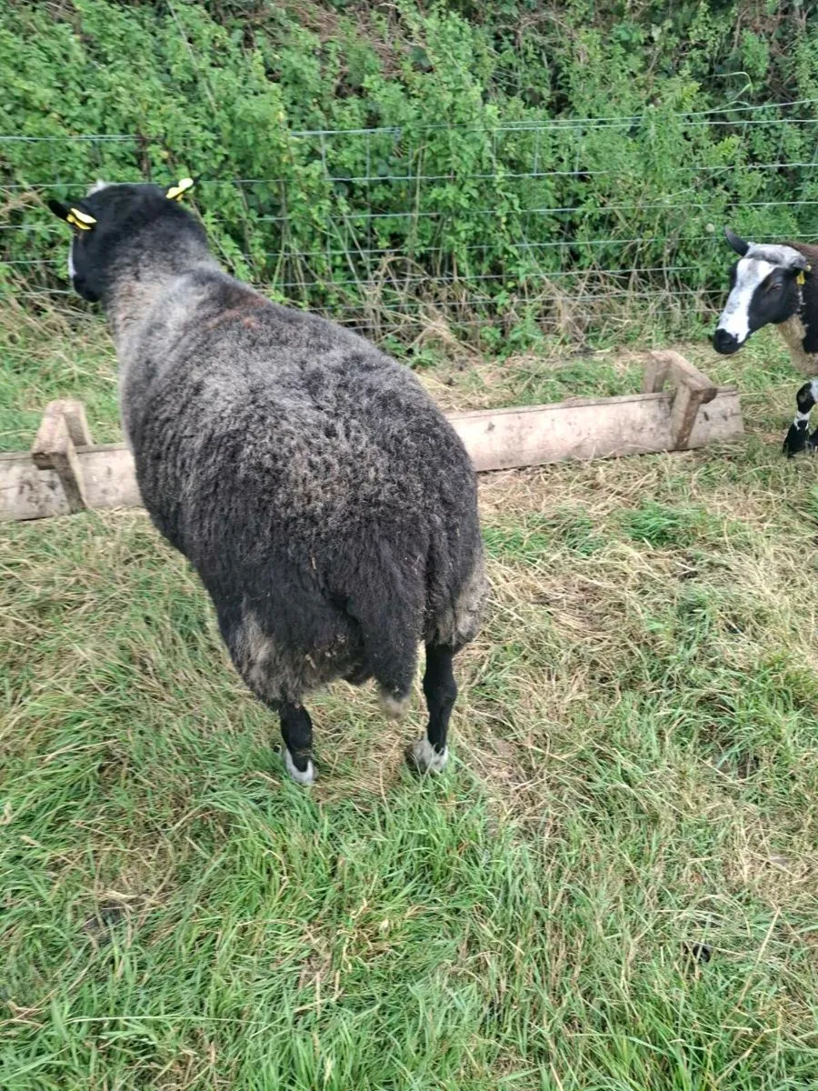 Pedigree Zwartble Ram - Image 3