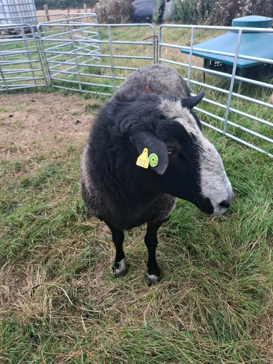 Pedigree Zwartble Ram - Image 4