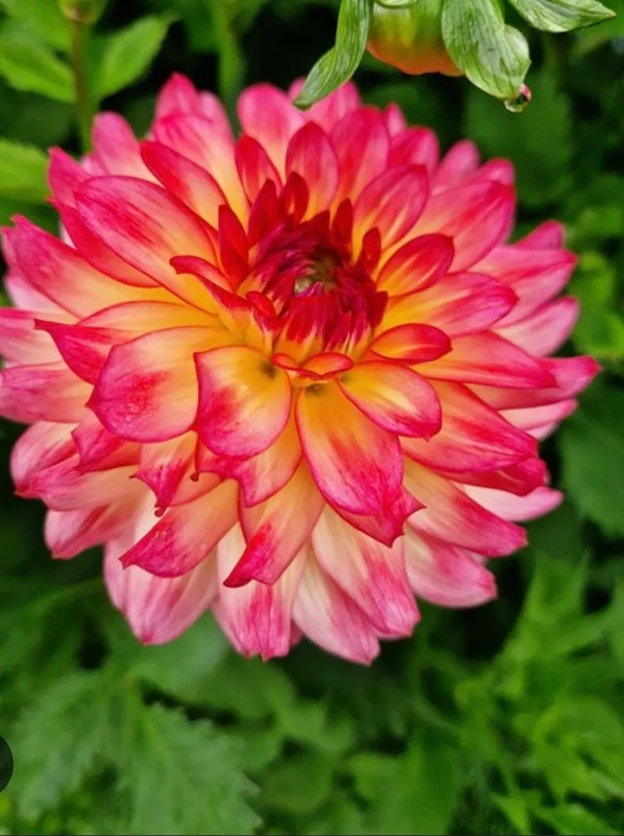 Plants for sale - Image 1