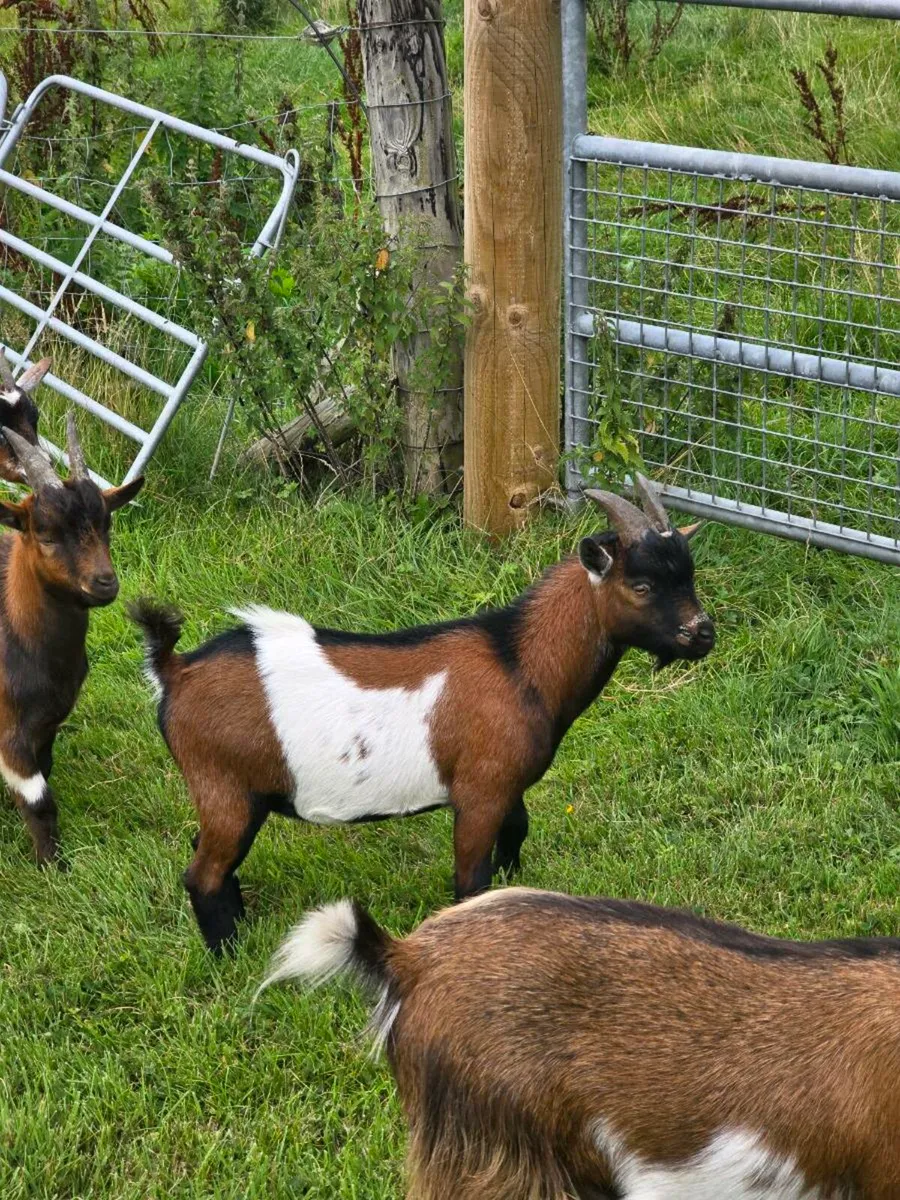 Pygmy Goat Pucks - Image 1