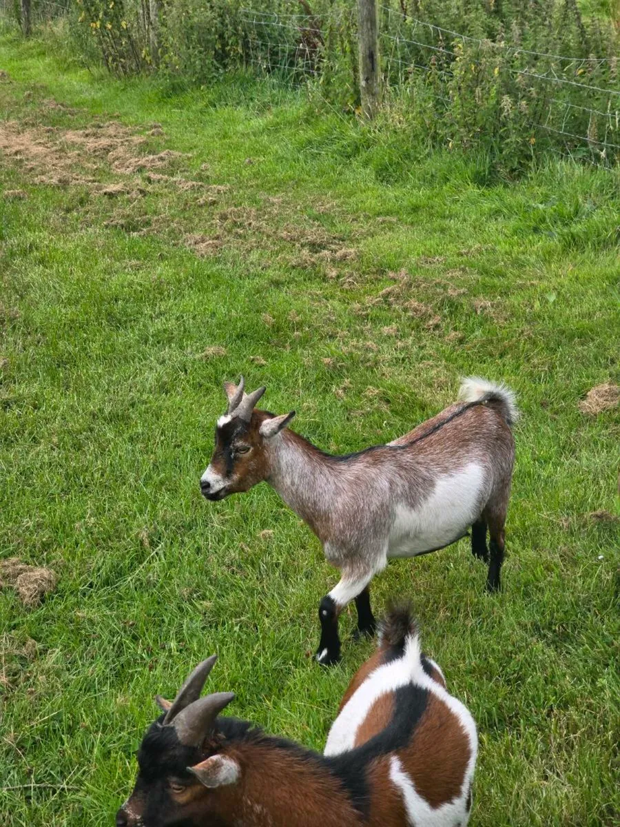 Pygmy Goat Pucks - Image 2